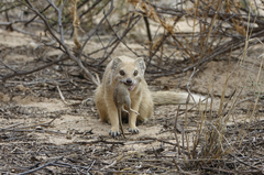 Cynictis penicillata