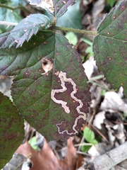 Stigmella aurella