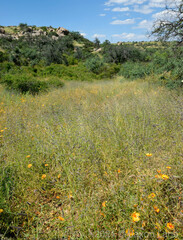 Bouteloua parryi