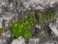 Bryum barnesii