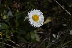 Brachyscome decipiens