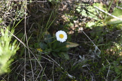 Brachyscome decipiens