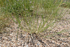 Bouteloua parryi