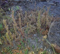 Crassula colligata colligata