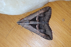 Melipotis bisinuata