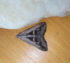 Melipotis bisinuata