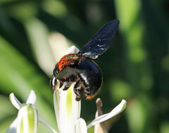 Xylocopa flavorufa