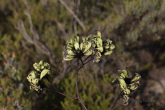 Macropidia fuliginosa