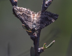 Epirrhoe plebeculata