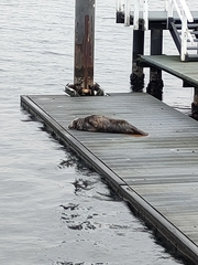 Halichoerus grypus grypus