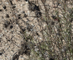 Eriastrum densifolium