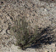 Eriastrum densifolium