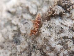 Enicocephalidae