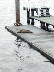 Halichoerus grypus grypus