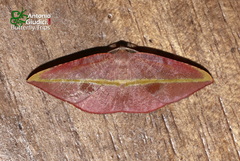 Hypochrosis iris