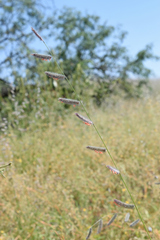 Bouteloua parryi