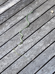 Philothamnus semivariegatus