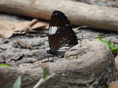 Euploea radamanthus