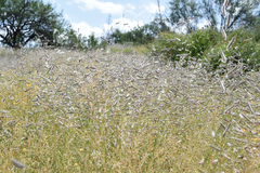 Bouteloua parryi