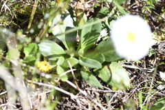 Brachyscome decipiens