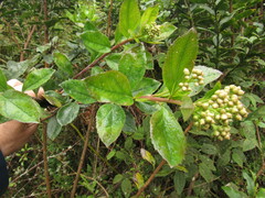 Baccharis prunifolia