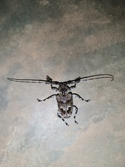 Dryoctenes scrupulosus