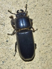 Aulacocyclus teres