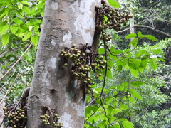 Ficus hispida