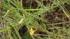 Aspalathus lanceicarpa