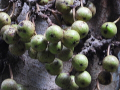 Ficus hispida
