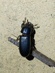 Aulacocyclus teres