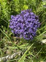 Tetraselago longituba