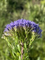 Tetraselago longituba