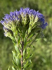 Tetraselago longituba