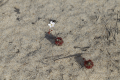 Drosera eneabba