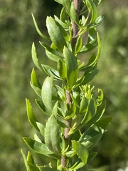 Tetraselago longituba