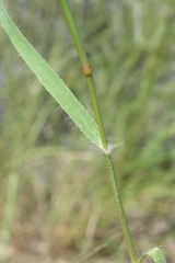 Bouteloua parryi