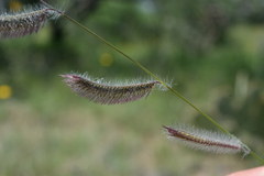 Bouteloua parryi