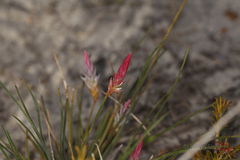 Johnsonia lupulina