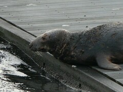 Halichoerus grypus grypus