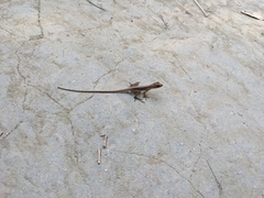 Anolis gaigei