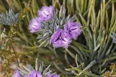 Thysanotus multiflorus