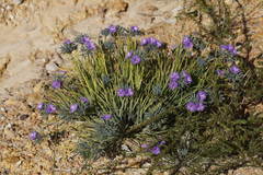 Thysanotus multiflorus