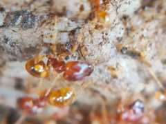 Pheidole fervida