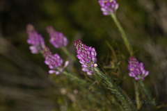 Comesperma virgatum