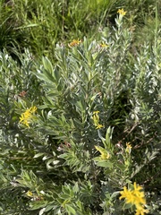 Lasiosiphon splendens