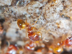 Pheidole fervida