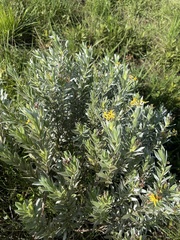 Lasiosiphon splendens