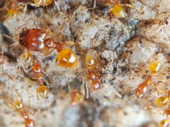Pheidole fervida