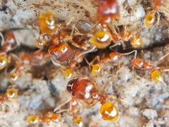 Pheidole fervida